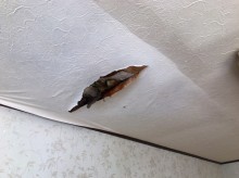 漏水被害カビ