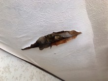 雨漏り天井破裂
